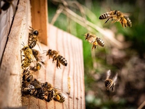 Beekeeping in the City of Karratha